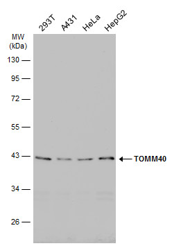 TOMM40 antibody