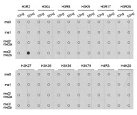 Histone H3R2me2 (Symmetric Di-methyl Arg2) antibody