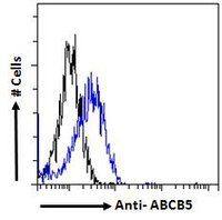 ABCB5 antibody, Internal