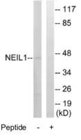 NEIL1 antibody