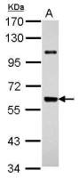 UAP1 antibody