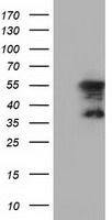 DYNC1LI1 antibody [2B6]