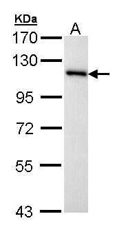 MCM3 antibody [N1N3]