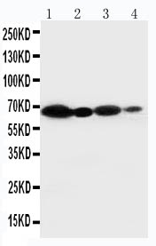 NOX2 / gp91phox antibody