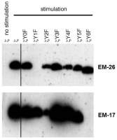 CD3 zeta (phospho Tyr72) antibody [EM-26]