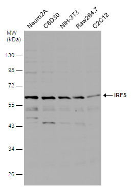 IRF5 antibody [N1C1]