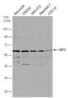 IRF5 antibody [N1C1]
