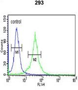 DCD antibody, C-term