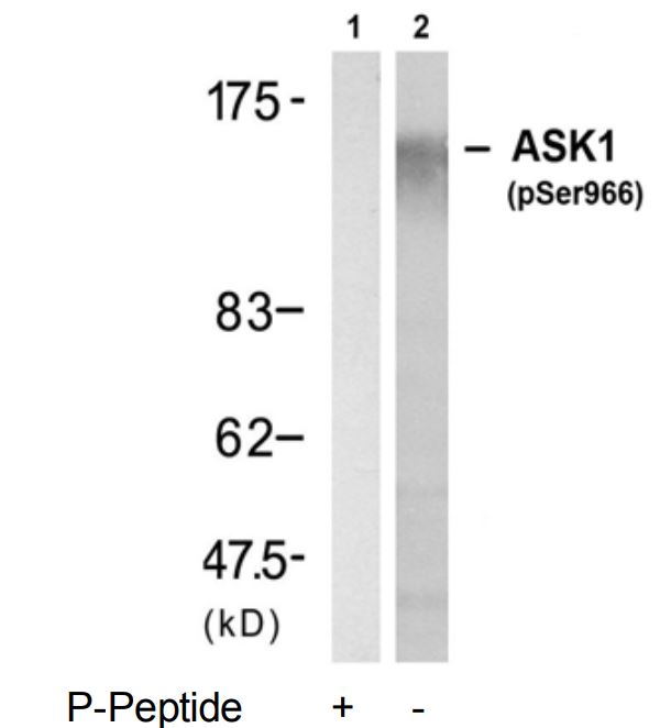 ASK1 (phospho Ser966) antibody