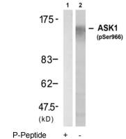 ASK1 (phospho Ser966) antibody