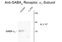 GABA A Receptor alpha 1 antibody