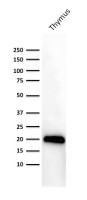 CD3 epsilon antibody [PC3/188A]