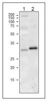 Cytochrome f antibody