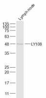 SLAMF6 antibody
