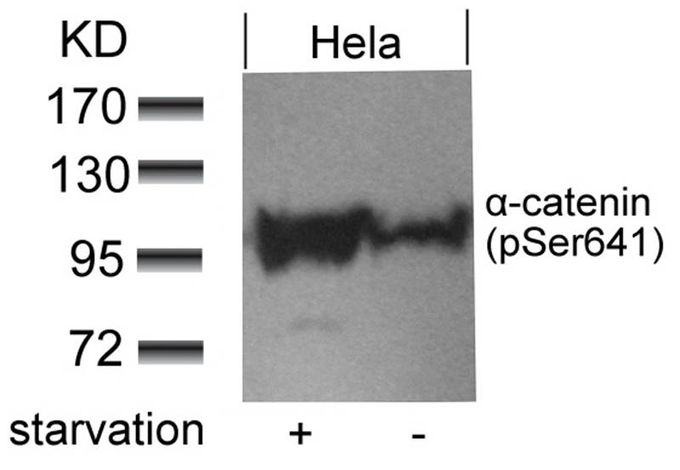 alpha 1 Catenin (phospho Ser641) antibody
