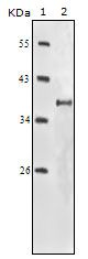 IGF1R antibody [3C8B1]