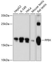 PPIH antibody