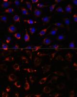 CYP17A1 antibody