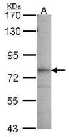 GMP synthase antibody [N1N3]