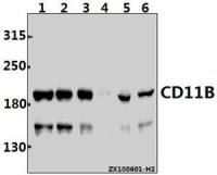 CD11b antibody [L1]