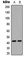 EDG1 (phospho Thr236) antibody
