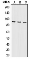 ILF3 antibody