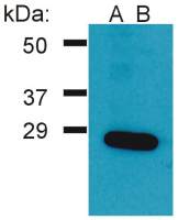 GRB2 antibody [PAb (554)]