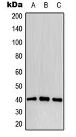 CD32B (phospho Tyr292) antibody