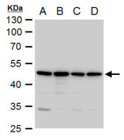 Annexin VII antibody