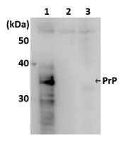 Prion Protein (PrP) antibody [7A1]