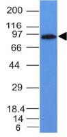 MALT1 antibody [MT1/410]