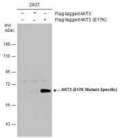 AKT3 (E17K Mutant Specific) antibody