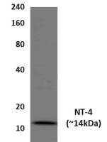 Neurotrophin 4 antibody [31A1]