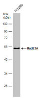 RAD23A antibody [N3C3]