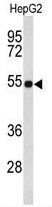 EFEMP2 antibody, C-term