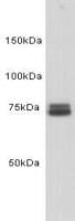 Transferrin antibody [N3H29L2]