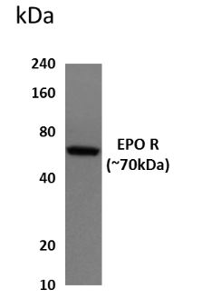 EPO receptor antibody [6A33]