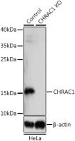 CHRAC1 antibody
