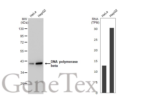 DNA polymerase beta antibody [GT1251]