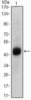 FOXA2 antibody [7H4B7]