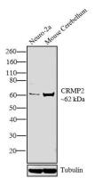 CRMP2 antibody