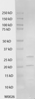 GFP antibody [1GFP63]