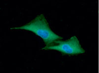 GSTP1 antibody [AT12C10]