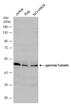 gamma Tubulin antibody
