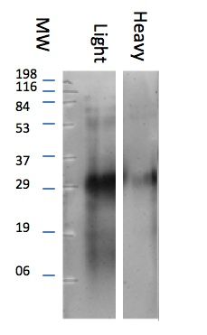 Rabbit Anti-llama IgG (Light Chain) antibody