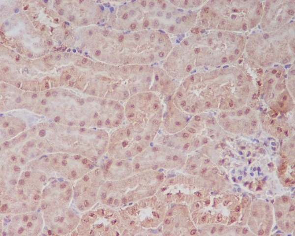 PELP1 antibody [COD-16]