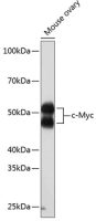 c-Myc antibody [GT1265]