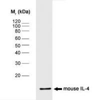 IL4 antibody [BVD4-1D11]