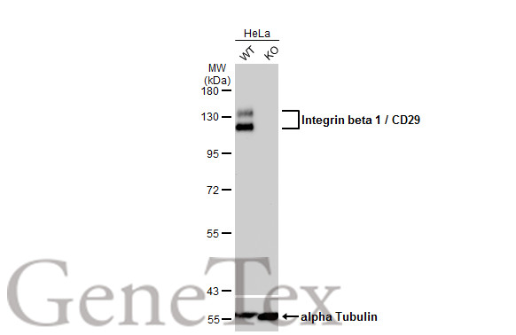 Integrin beta 1 / CD29 antibody