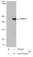 PARP14 antibody